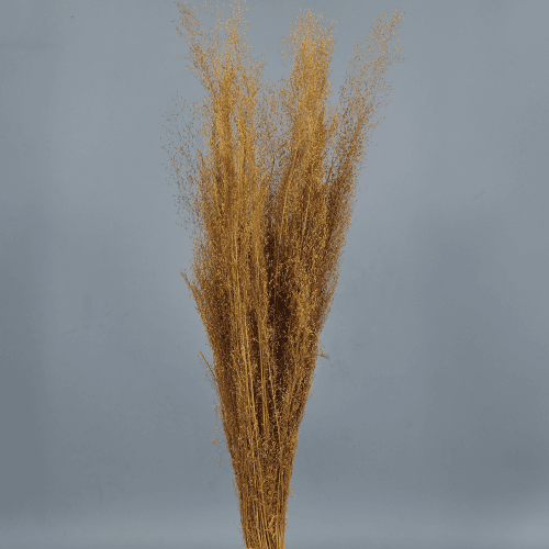 Agrostis, Ocre