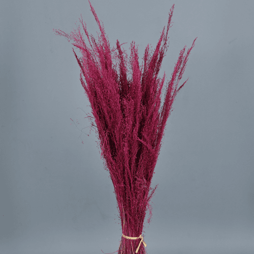 Agrostis Séché Grenat