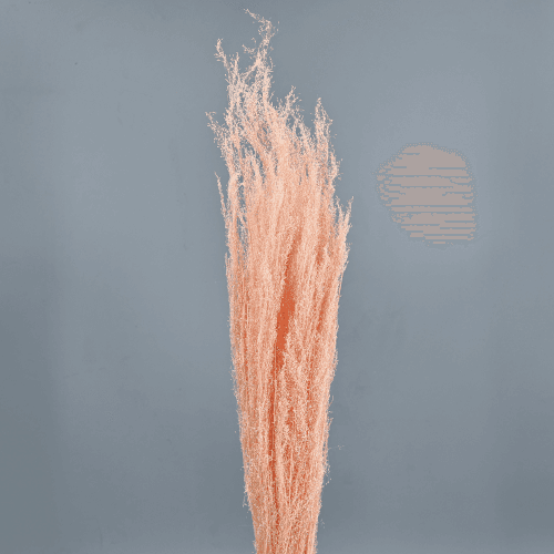 Agrostis Séché Saumon, Fleur séchée de 40 cm de long, lot de 2 tiges