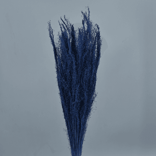 Agrostis Séché Bleu