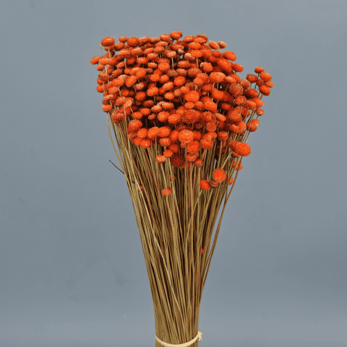 Amarelino séché corail, Fleur séchée de 45 cm de long