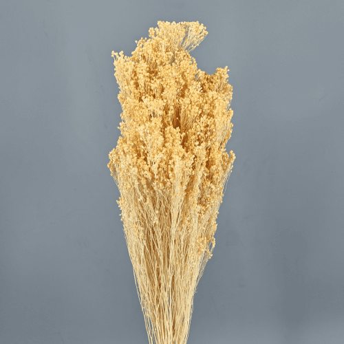 Broom Seco Vainilla