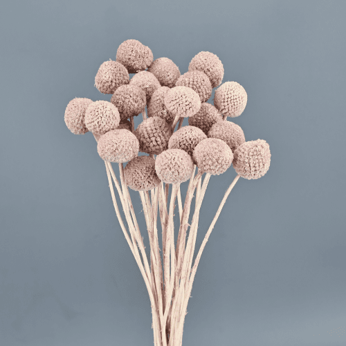 Craspédia séchée rose poudré