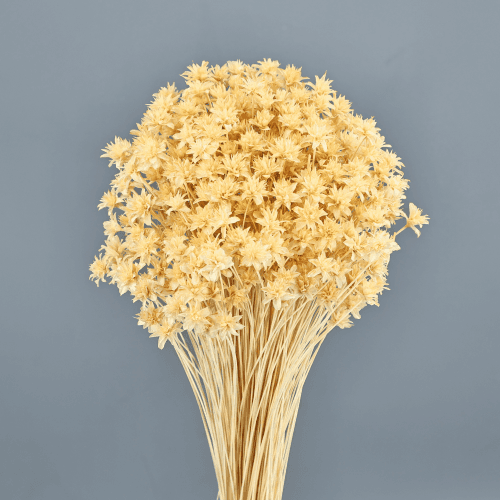 Hill Flower Seca Crema