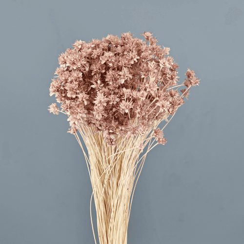 Hill Flower seca rosa empolvado