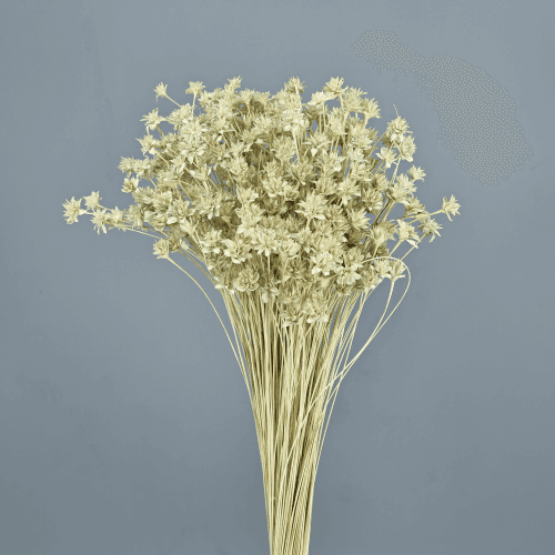 Hill Flower seca verde claro