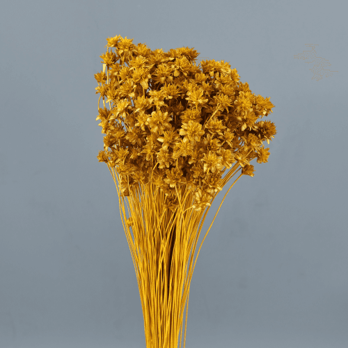 Hill Flower seca ocre, Flor seca de 45 cm de largo