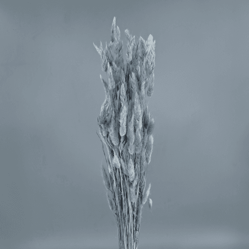 Lagurus seco azul-claro, Flor seca