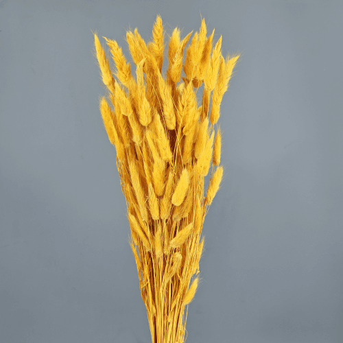 Lagurus seco amarelo, Flor seca de 40 cm de comprimento La Sempreviva