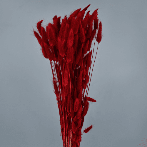 Lagurus seco vermelho, Flor seca de 40-60 cm de comprimento La Sempreviva