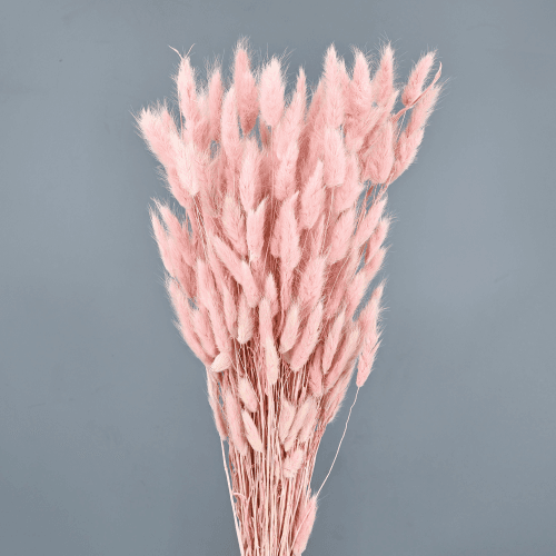 Lagurus seco rosa claro