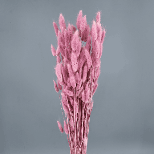 Lagurus sec rosa