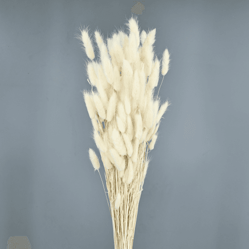 Lagurus Séché (Queue de Lièvre), Fleur séchée de 40-80 cm de long La Sempreviva