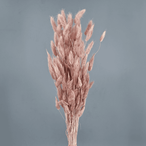 Lagurus seco rosa empoeirado, Flor seca