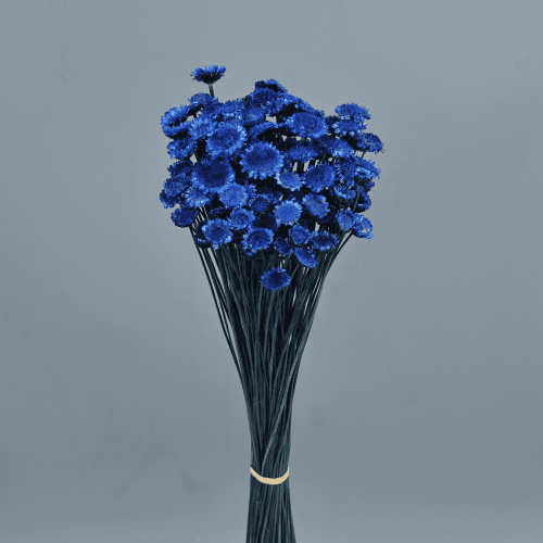 Margarida seca azul