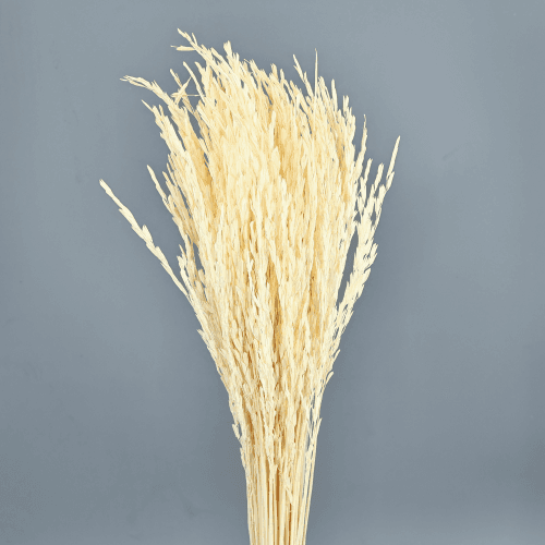 Oriza Sèche Blanche