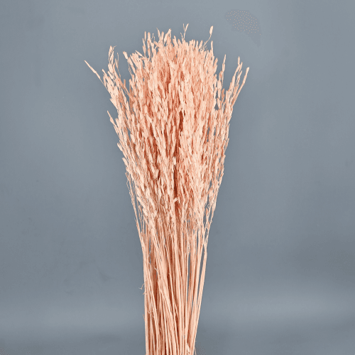 Oriza séchée saumon, Fleur séchée de 40 cm de long