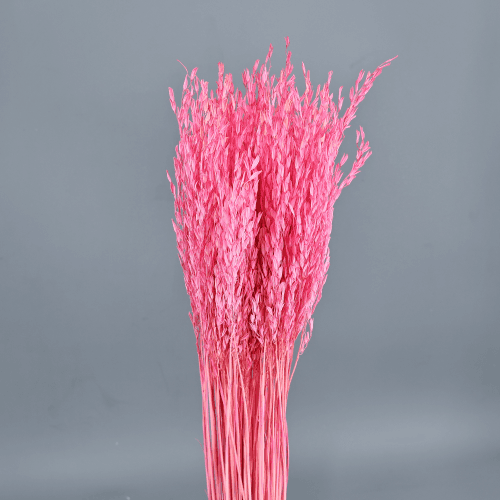 Oriza seca rosa