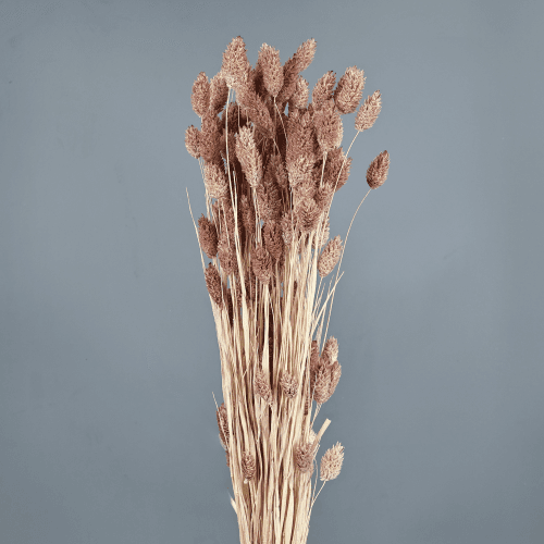 Phalaris seca rosa empolvada