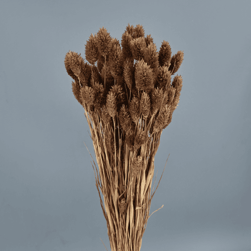 Phalaris seca marrón claro, Flor seca de 80 cm de largo