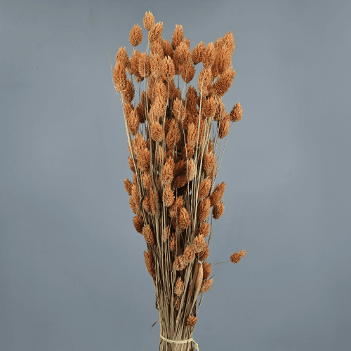 Phalaris seca laranxa claro