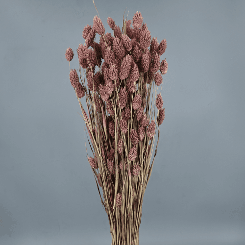 Phalaris lehorra morea