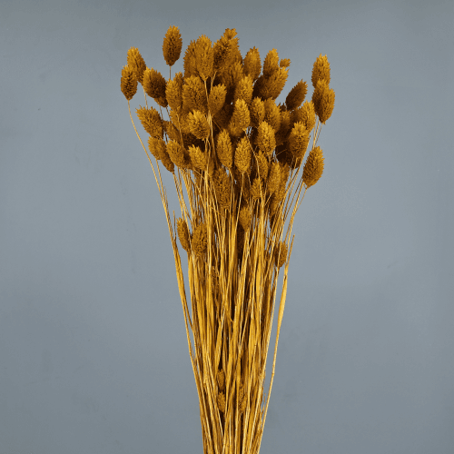 Phalaris seca ocre, Flor seca de 80 cm de largo