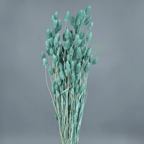 Phalaris seca celeste