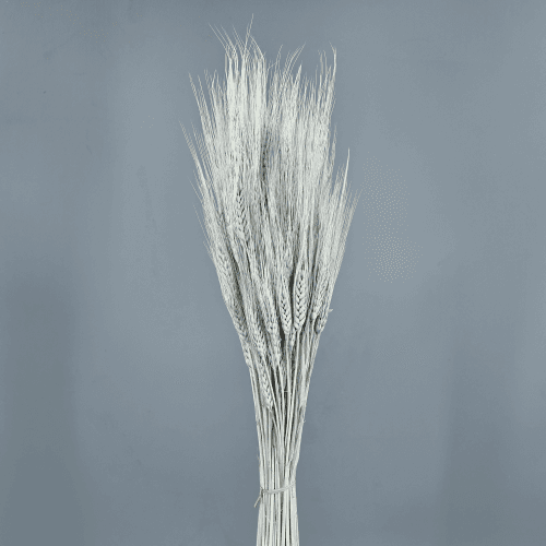 Triticum séché bleu clair