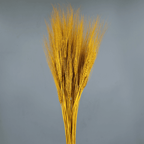Triticum seco ocre, Flor seca de 80 cm de largo