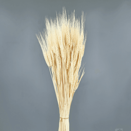 Triticum séché crème