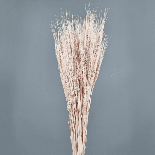 Triticum seco rosa claro