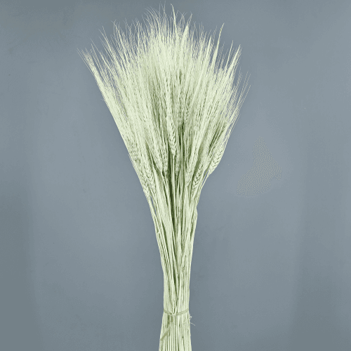 Triticum séché vert clair