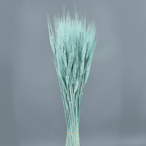 Triticum seco celeste