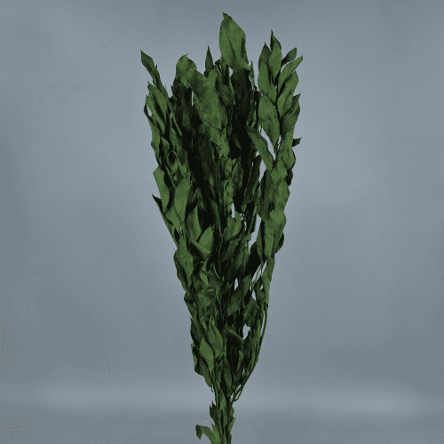 Ruscus géant préservé, Fleur stabilisée de 60 cm de long