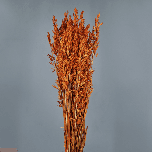 Avena Seca Terracota, Flor seca de 65 cm de largo