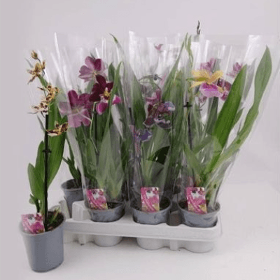 Orquídea Phalaenopsis Mix en Colores Variados, Planta de 35 cm de alto, pack de 12 uds