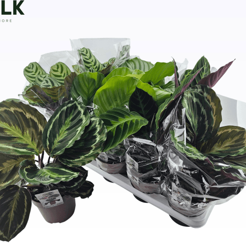 Calathea Mix (4 Colores)