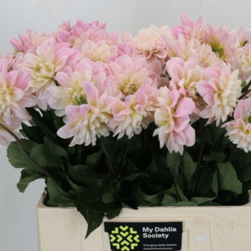 Ramo de 40 Dalias Rosa Claro Sweet Nathalie, Flor fresca de 55 cm de largo, 40 tallos