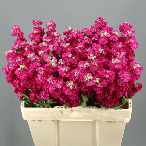 Ramo de 20 Goivos Impala Grená (Matthiola), Flor fresca de 50 cm de comprimento, 10 hastes