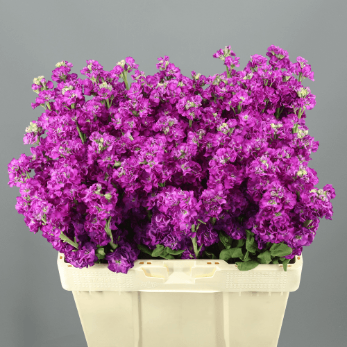Ramo de 10 Goivos Impala Roxo (Matthiola), Flor fresca de 55 cm de comprimento, 10 hastes