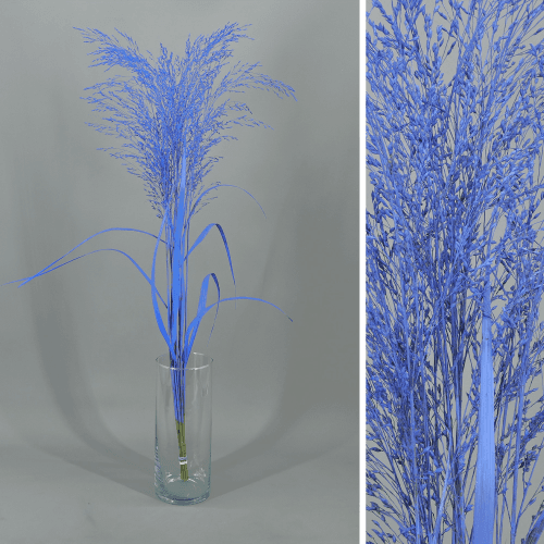 Panicum pintado azul preservado, Flor preservada de 50-70 cm de comprimento