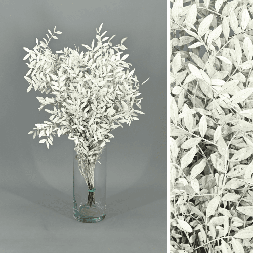Lentisco pintado branco preservado, Flor preservada de 30-50 cm de comprimento