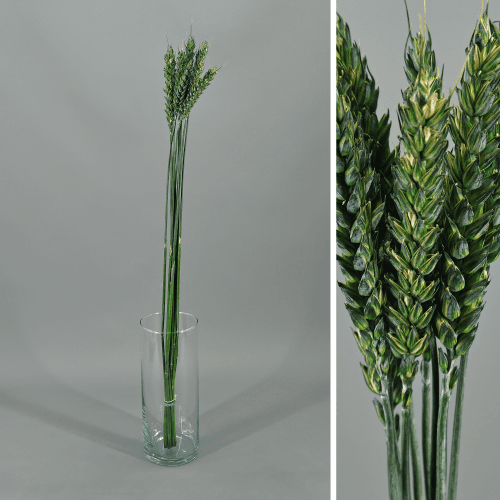 Espiga de trigo preservada verde, Flor preservada de 50-70 cm de comprimento, conjunto de 2 unidades