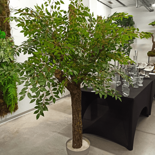 Y Árbol Olmo Especial Verdnatura Premium, Verde