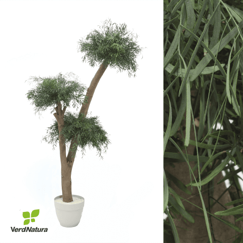 Árvore Nicholy preservada coco, Flor preservada de 180 cm de comprimento