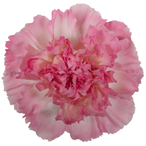 Clavel Dollar Short, Blanco/Rosa, 1 tallos, 40cm