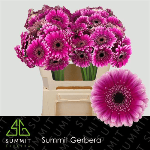 Ramo de 20 xerberas mini Design fucsia, Flor fresca de 50 cm de longo, 20 talos