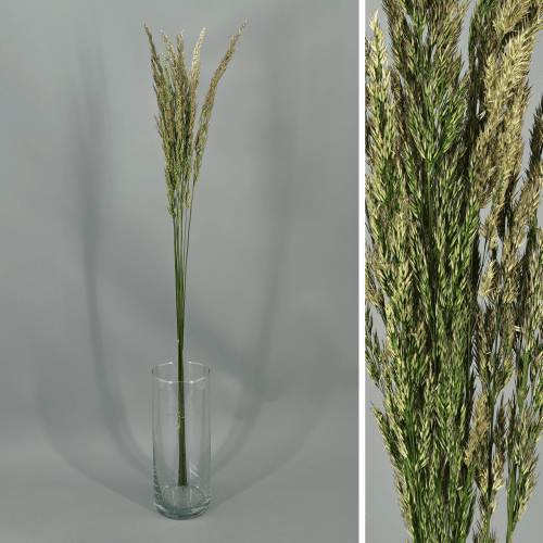 Calamagrostis preservada verde, Flor preservada de 60-80 cm de comprimento, conjunto de 2 unidades