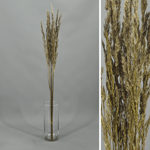 Calamagrostis preservada amarela, Flor preservada de 60-80 cm de comprimento, conjunto de 2 unidades